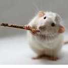 Hamie
