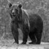 Reformation Bear